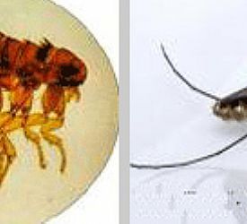 ����ɱ��